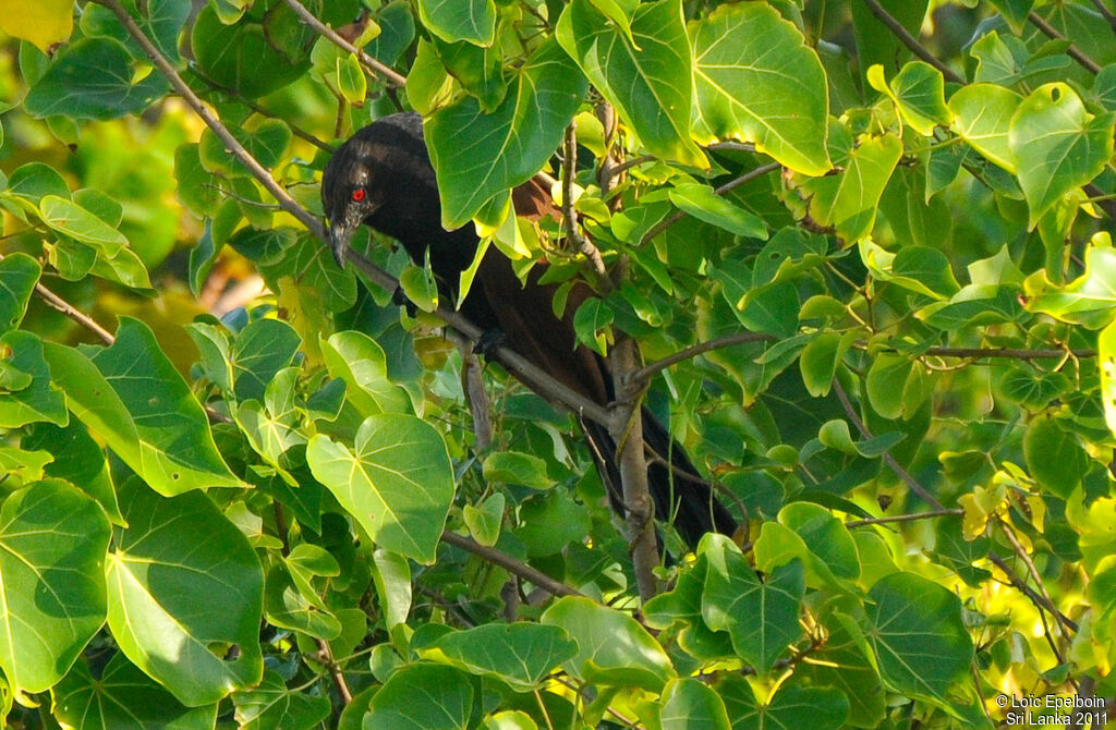 Greater Coucal