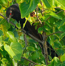 Grand Coucal