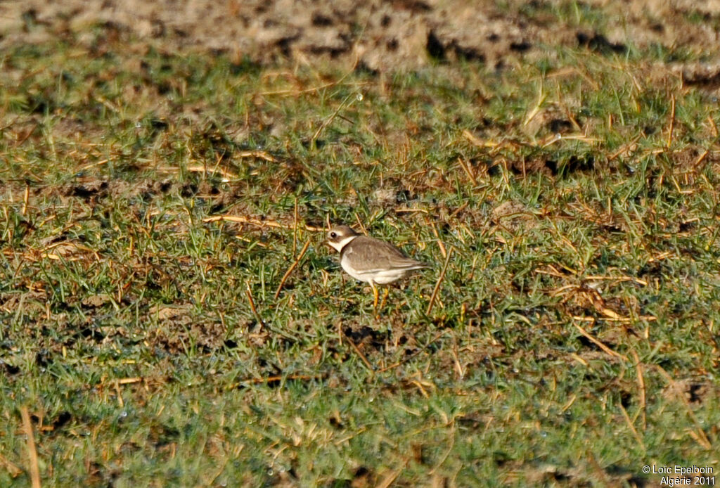 Common Ringed Plover