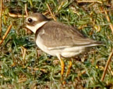 Common Ringed Plover