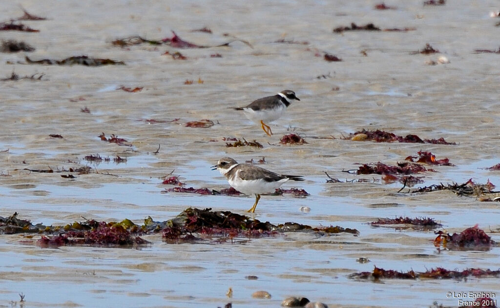 Common Ringed Plover