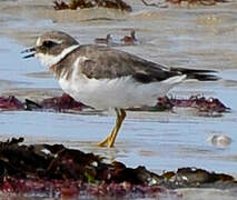 Common Ringed Plover