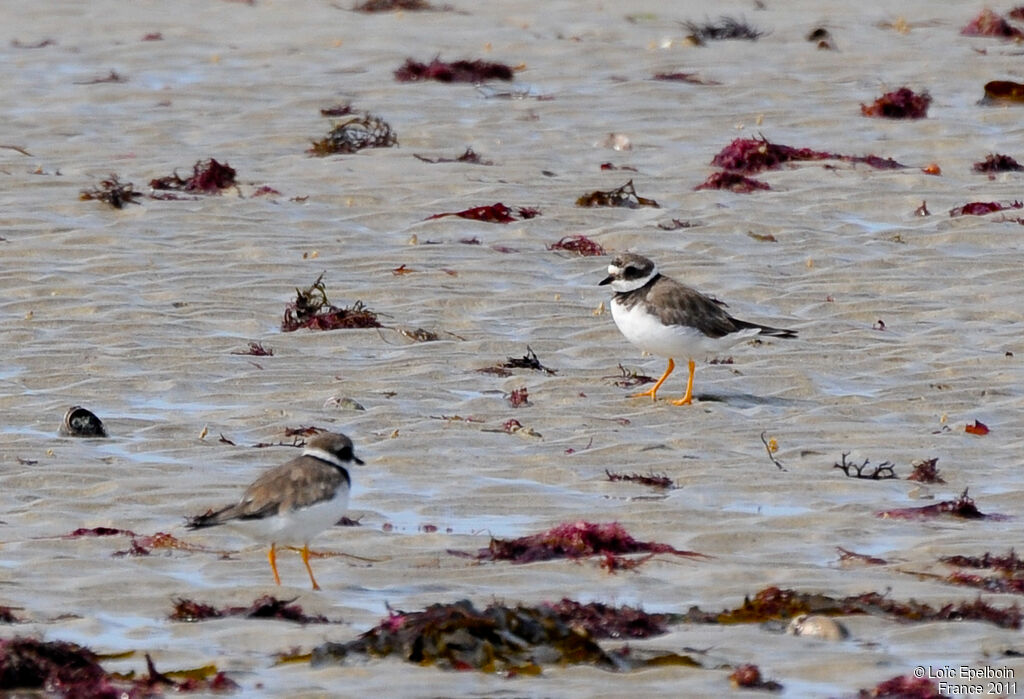 Common Ringed Plover