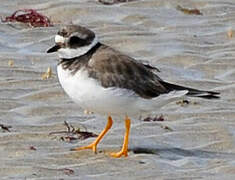 Common Ringed Plover