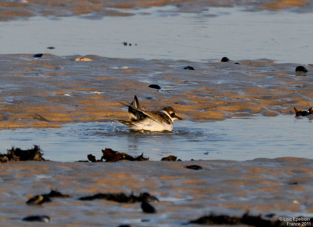 Common Ringed Plover