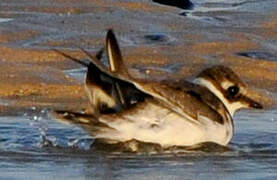 Common Ringed Plover