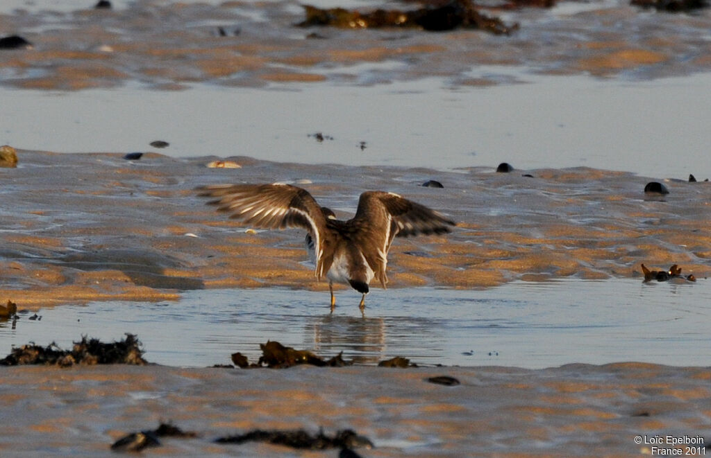 Common Ringed Plover