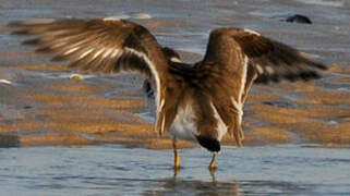 Common Ringed Plover