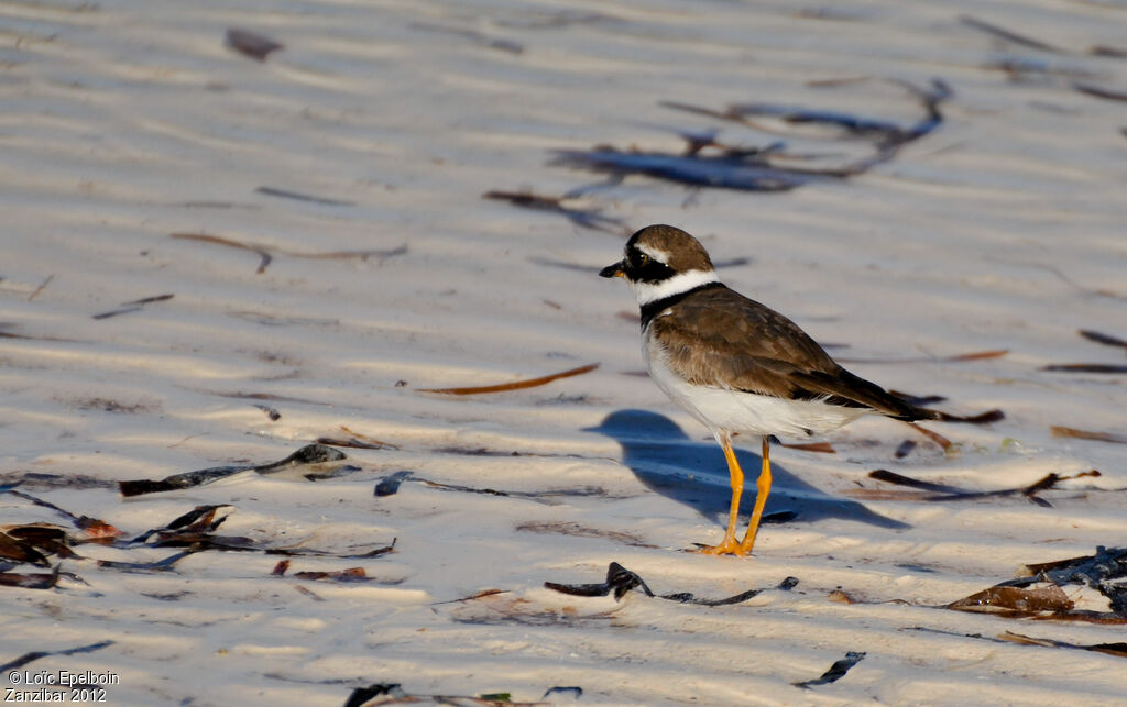 Common Ringed Plover