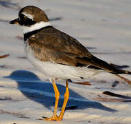 Common Ringed Plover