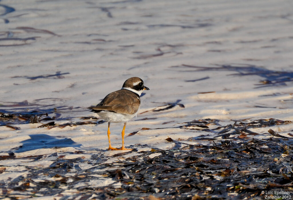 Common Ringed Plover