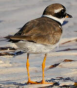 Common Ringed Plover