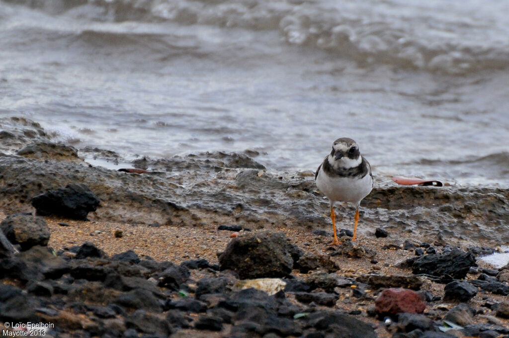 Common Ringed Plover