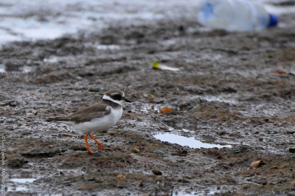 Common Ringed Plover