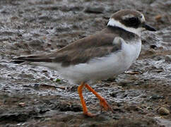 Common Ringed Plover