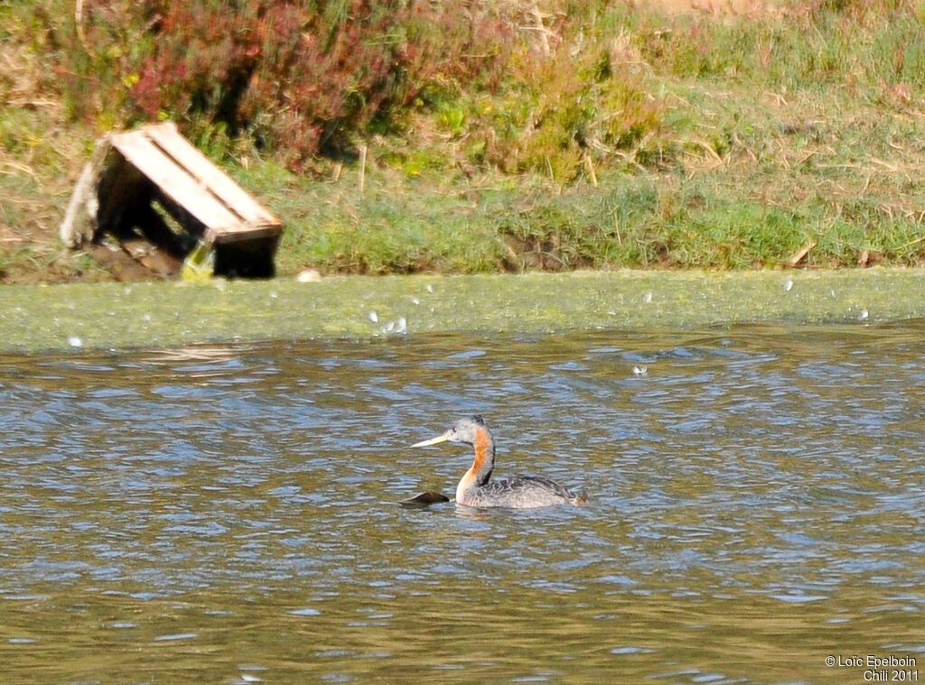 Great Grebe