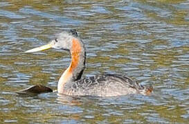 Great Grebe