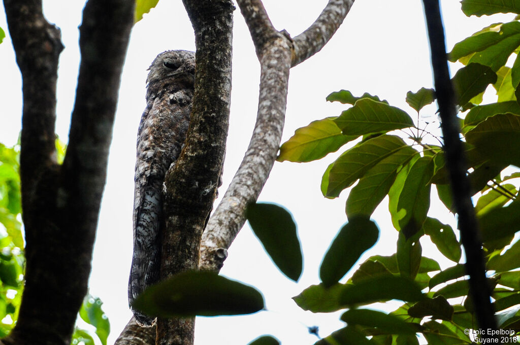 Great Potoo