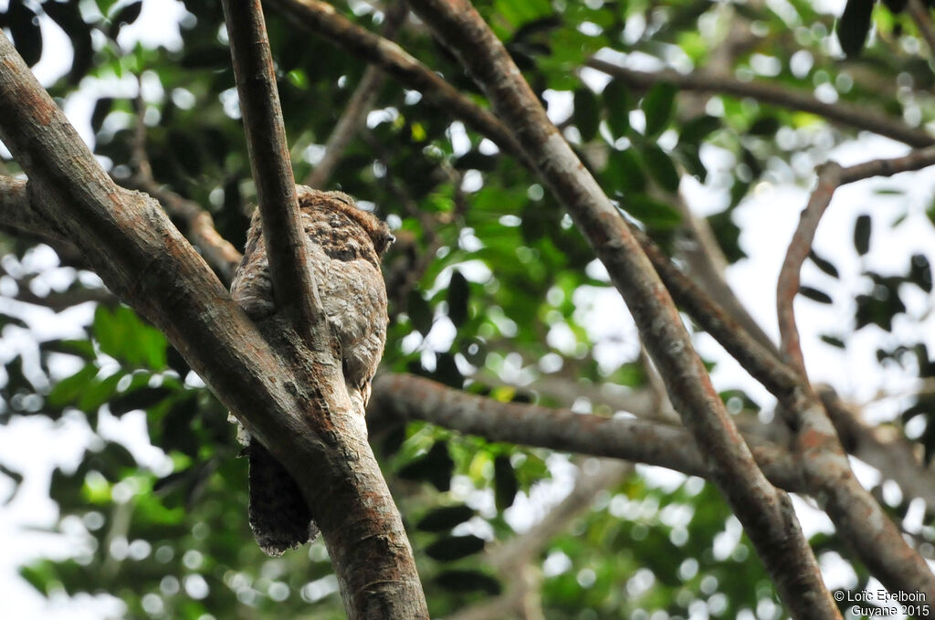 Great Potoo