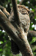 Great Potoo