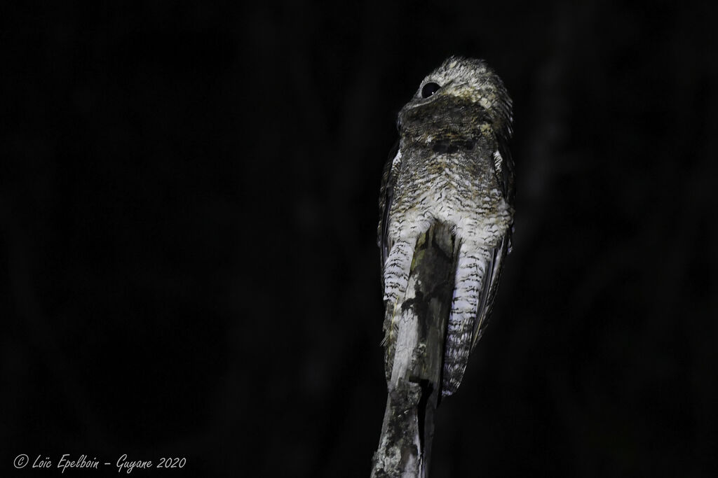 Great Potoo