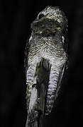 Great Potoo