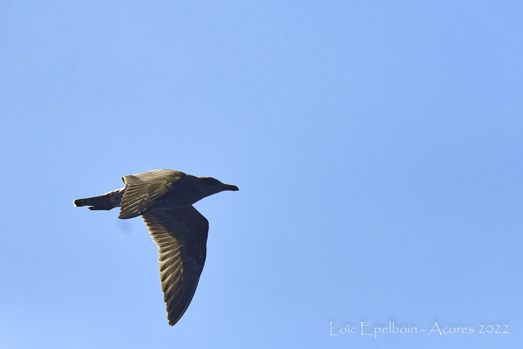 Great Skua