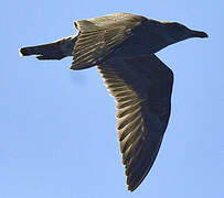 Great Skua