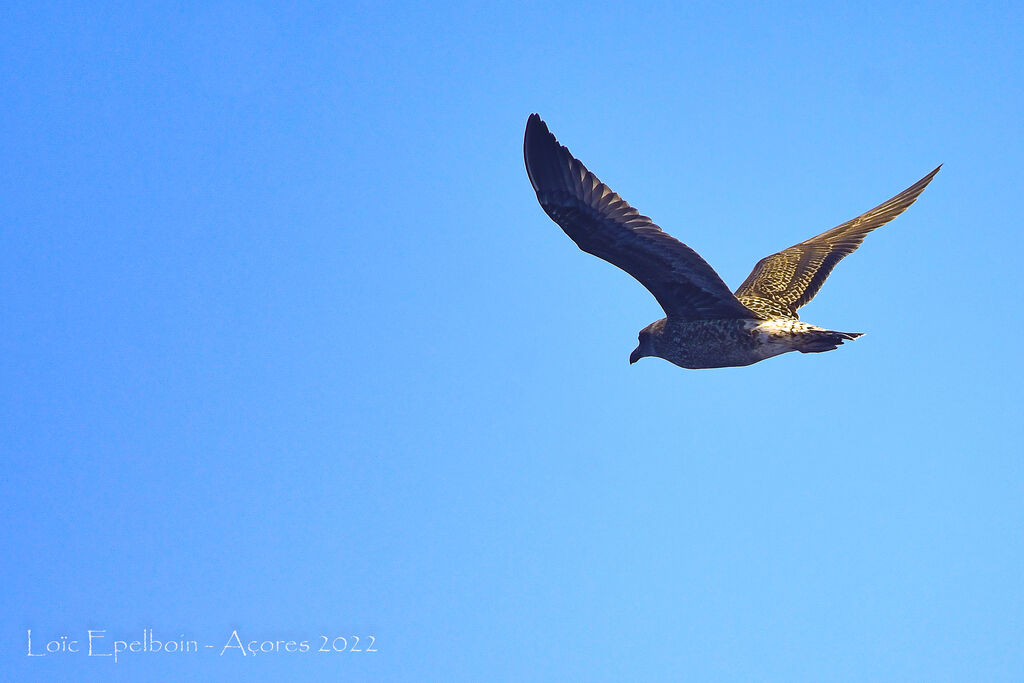 Great Skua