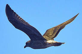 Great Skua