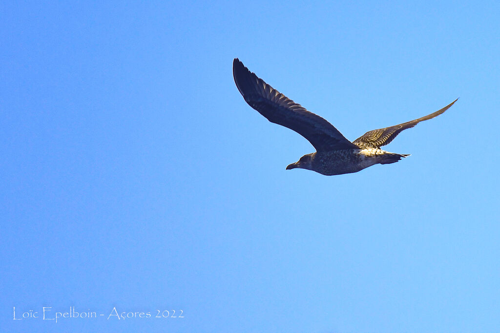 Great Skua