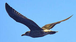 Great Skua