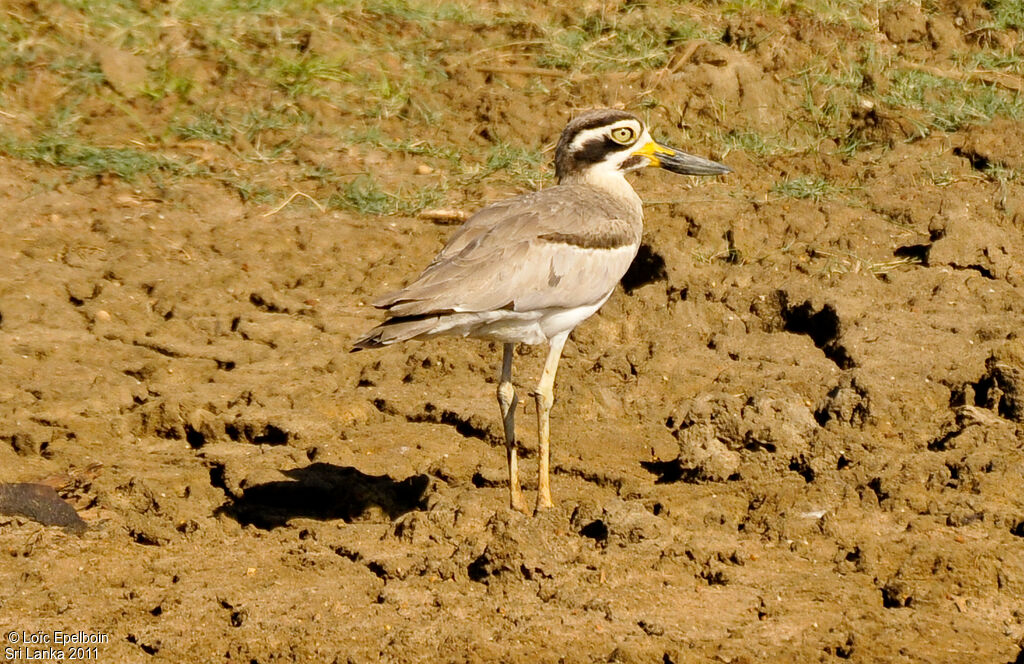 Great Stone-curlew