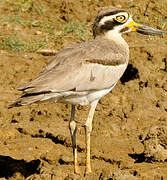 Great Stone-curlew