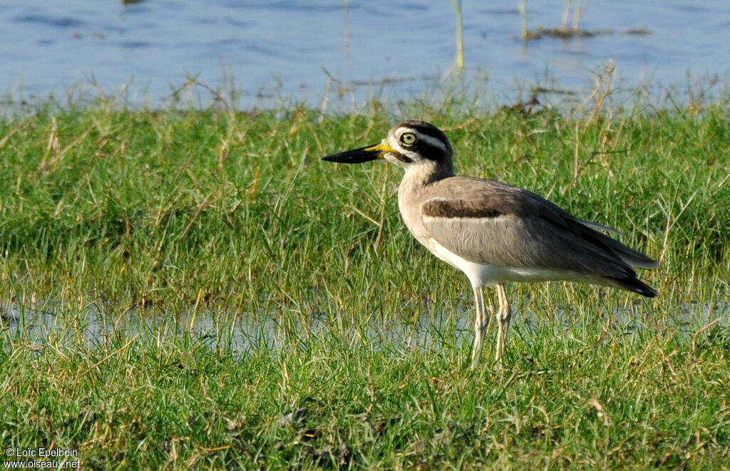 Great Stone-curlew