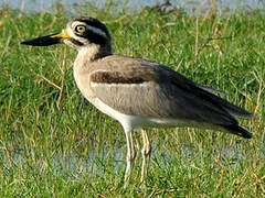 Great Stone-curlew