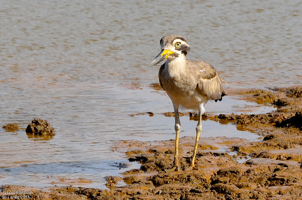 Great Stone-curlew