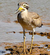 Great Stone-curlew