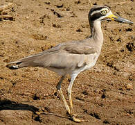 Great Stone-curlew