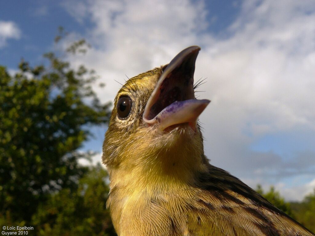 Wedge-tailed Grass Finch