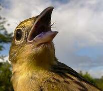 Wedge-tailed Grass Finch