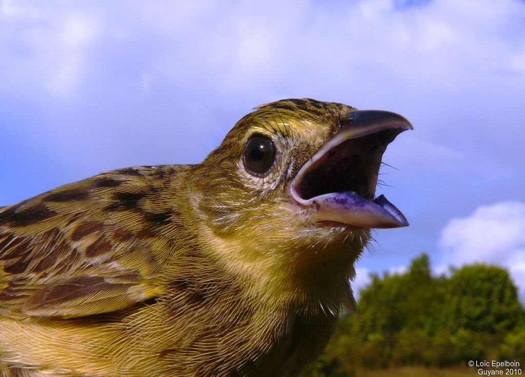 Wedge-tailed Grass Finch