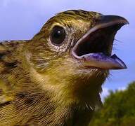 Wedge-tailed Grass Finch