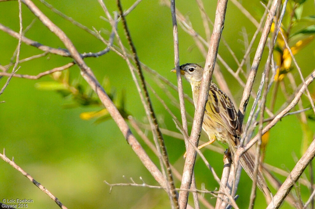 Wedge-tailed Grass Finch