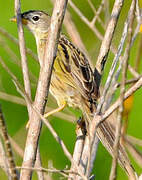 Wedge-tailed Grass Finch