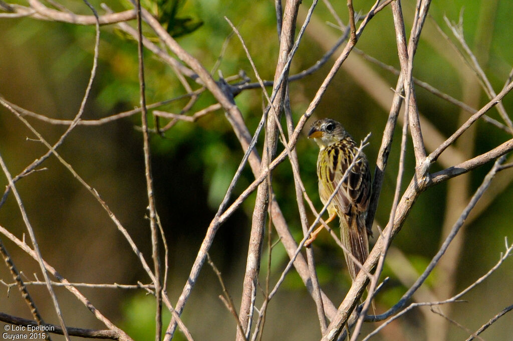 Wedge-tailed Grass Finch