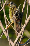 Wedge-tailed Grass Finch