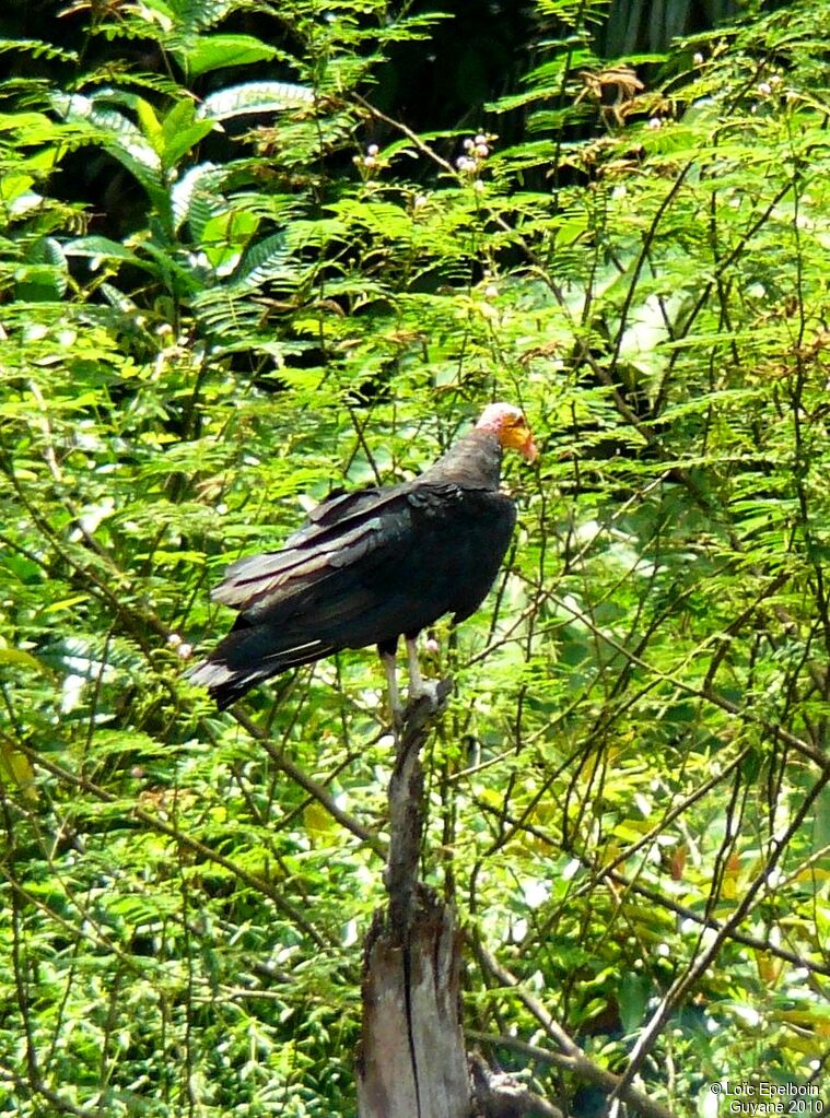 Greater Yellow-headed Vulture