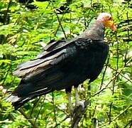 Greater Yellow-headed Vulture