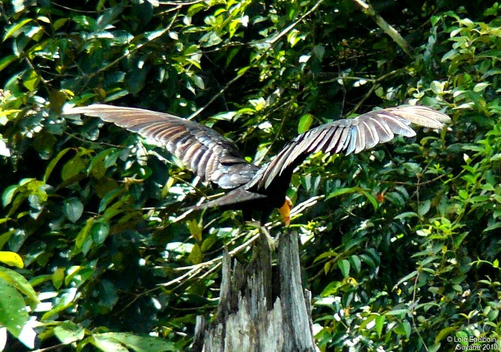 Greater Yellow-headed Vulture